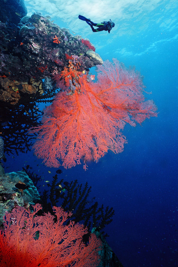 Dive Australia Spirit of Freedom Liveaboard Sea Fan Coral.